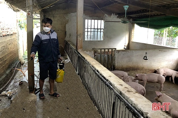 Hương Sơn lập “rào chắn” bảo vệ đàn gia súc trước dịch tả lợn châu Phi