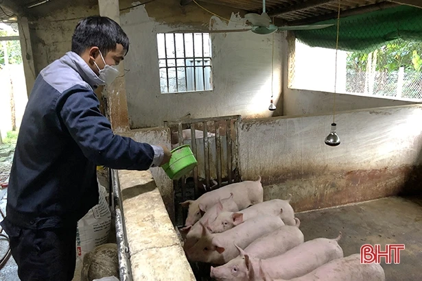 Hương Sơn lập “rào chắn” bảo vệ đàn gia súc trước dịch tả lợn châu Phi