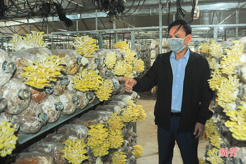 Mục sở thị loại nấm đẹp như hoa lần đầu trồng ở Hà Tĩnh