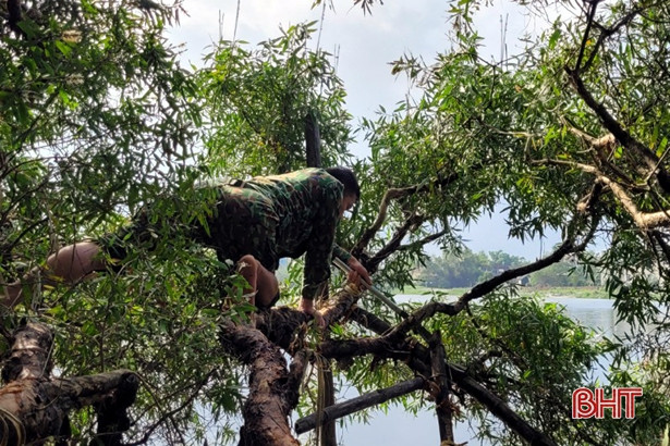 Tiêu hủy 300 con chim mồi giả, thả 20 con chim mồi sống ở Kỳ Phú