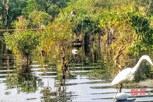 Tiêu hủy 300 con chim mồi giả, thả 20 con chim mồi sống ở Kỳ Phú