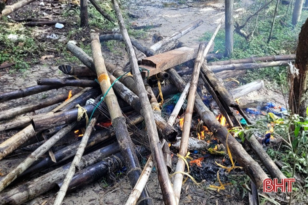 Tiêu hủy 300 con chim mồi giả, thả 20 con chim mồi sống ở Kỳ Phú