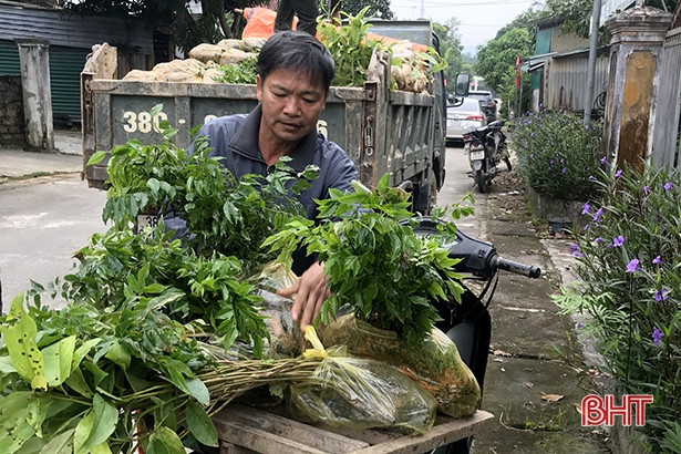 Hỗ trợ hơn 10 vạn cây giống lâm nghiệp cho người dân Hương Sơn