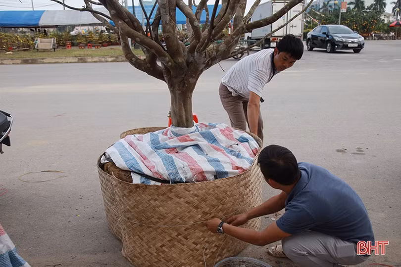 Ngắm cây mai rừng “khủng” 40 năm tuổi ở Hà Tĩnh được hét giá 100 triệu đồng