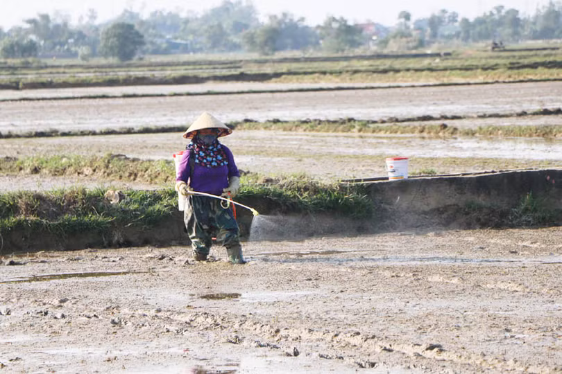 Cận tết, nông dân Hà Tĩnh tất bật xuống đồng gieo cấy lúa xuân