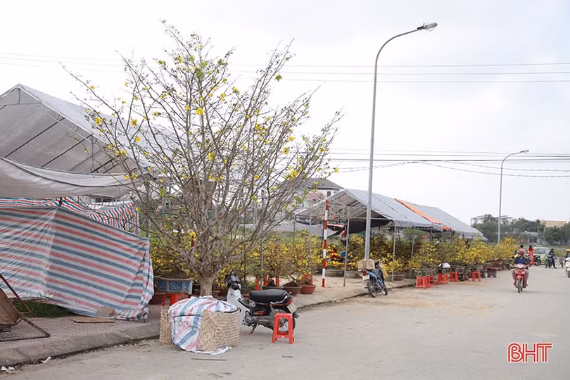 Ngắm cây mai rừng “khủng” 40 năm tuổi ở Hà Tĩnh được hét giá 100 triệu đồng
