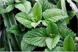 Các loại cây để điều chế thuốc Nam luôn có sẵn trong cuộc sống quanh ta