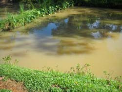 Bờ ao nơi xẩy ra vụ đuối nước thương tâm