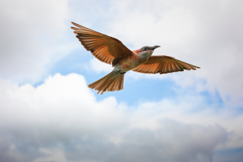 Ngắm châu Phi mê hoặc trong phim tài liệu National Geographic ảnh 12 ngam chau phi me hoac trong phim tai lieu national geographic