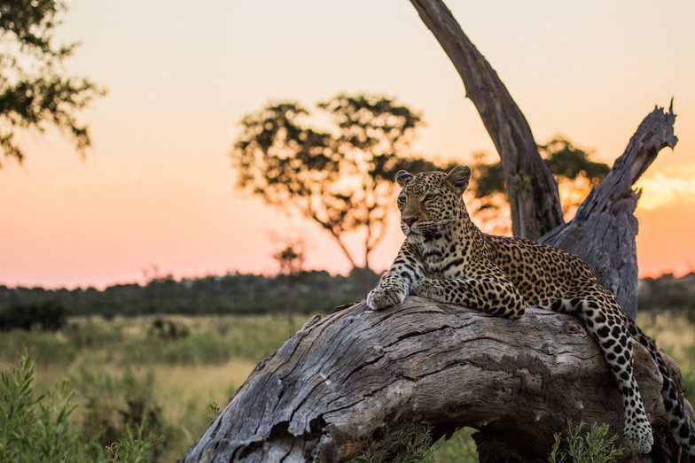 Ngắm châu Phi mê hoặc trong phim tài liệu National Geographic ảnh 7 ngam chau phi me hoac trong phim tai lieu national geographic