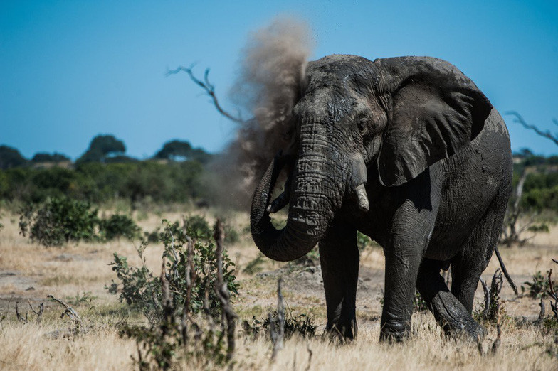 Ngắm châu Phi mê hoặc trong phim tài liệu National Geographic ảnh 3 ngam chau phi me hoac trong phim tai lieu national geographic