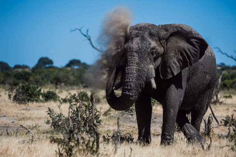 ngam chau phi me hoac trong phim tai lieu national geographic