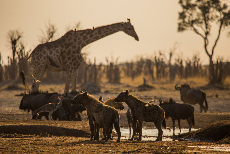 Ngắm châu Phi mê hoặc trong phim tài liệu National Geographic ảnh 9 ngam chau phi me hoac trong phim tai lieu national geographic