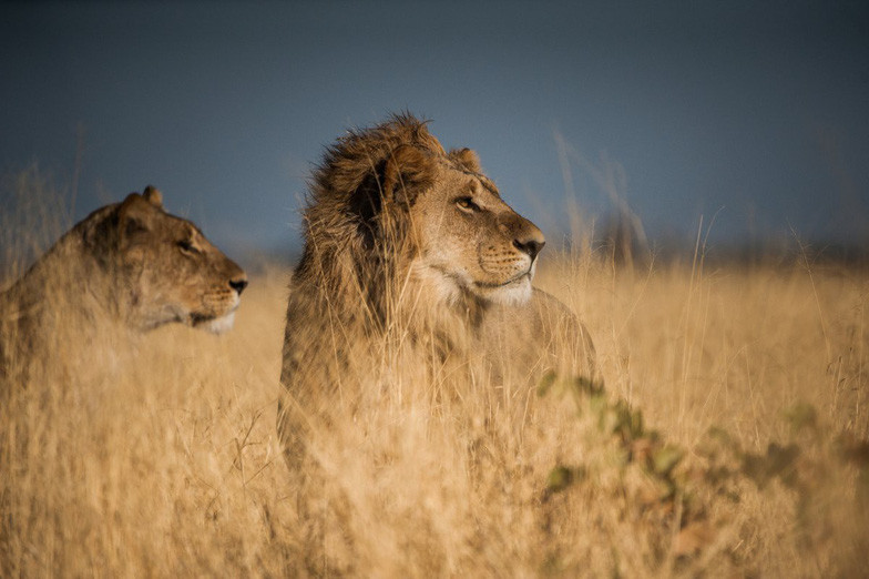 Ngắm châu Phi mê hoặc trong phim tài liệu National Geographic ảnh 5 ngam chau phi me hoac trong phim tai lieu national geographic