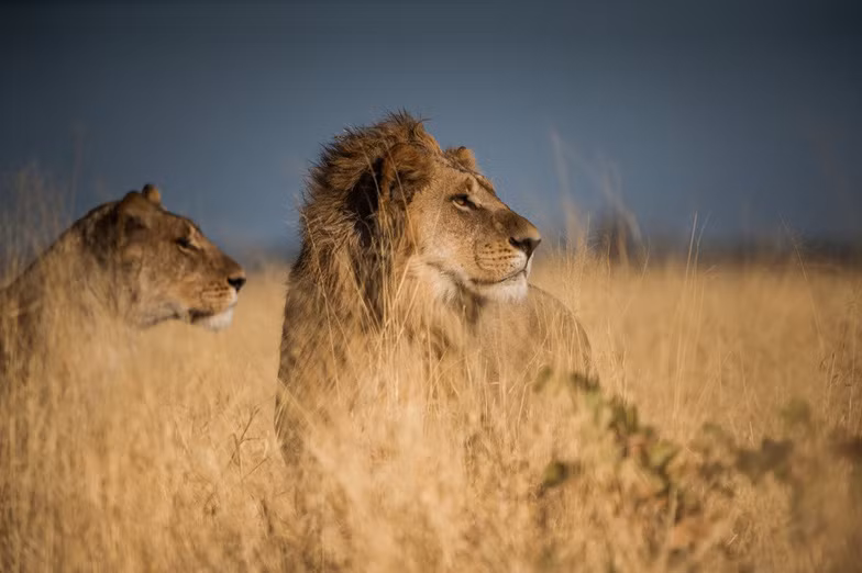 ngam chau phi me hoac trong phim tai lieu national geographic