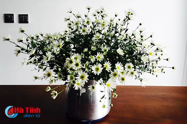 nguoi ha tinh xon xao cho don mua cuc hoa mi