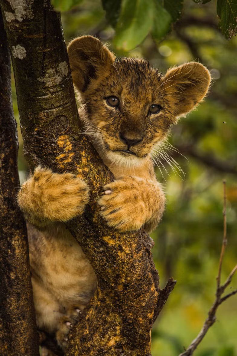 ngam chau phi me hoac trong phim tai lieu national geographic