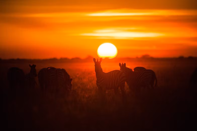 ngam chau phi me hoac trong phim tai lieu national geographic