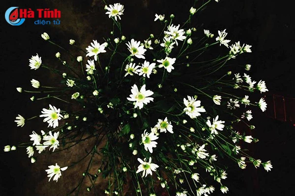 nguoi ha tinh xon xao cho don mua cuc hoa mi