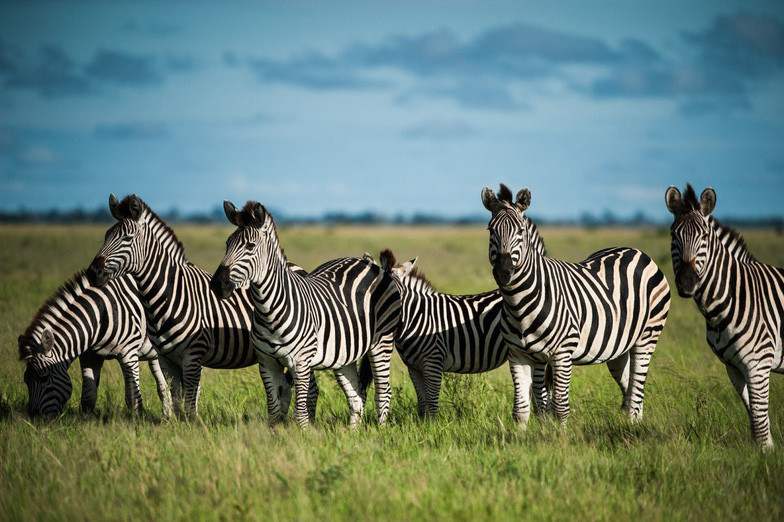 Ngắm châu Phi mê hoặc trong phim tài liệu National Geographic ảnh 10 ngam chau phi me hoac trong phim tai lieu national geographic