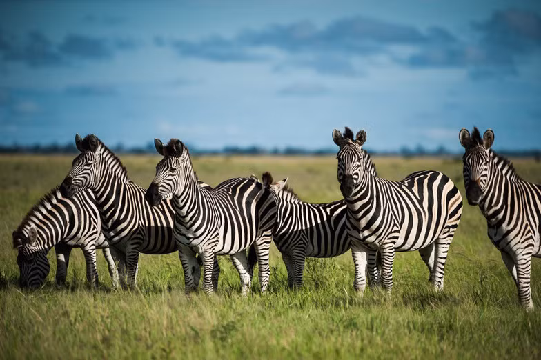 ngam chau phi me hoac trong phim tai lieu national geographic