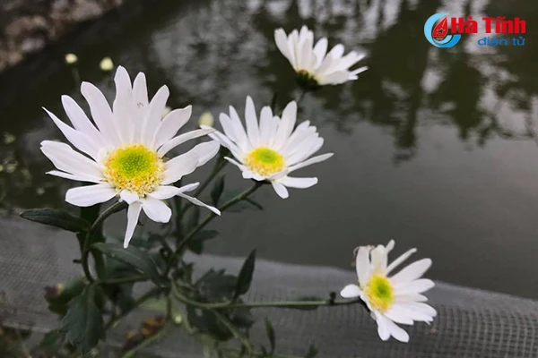 nguoi ha tinh xon xao cho don mua cuc hoa mi