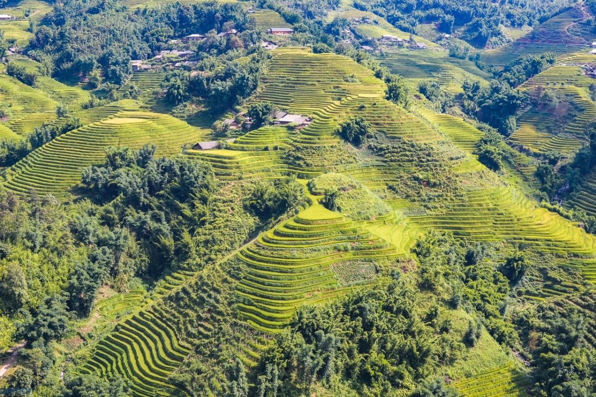 Lào Cai mùa lúa chín sớm