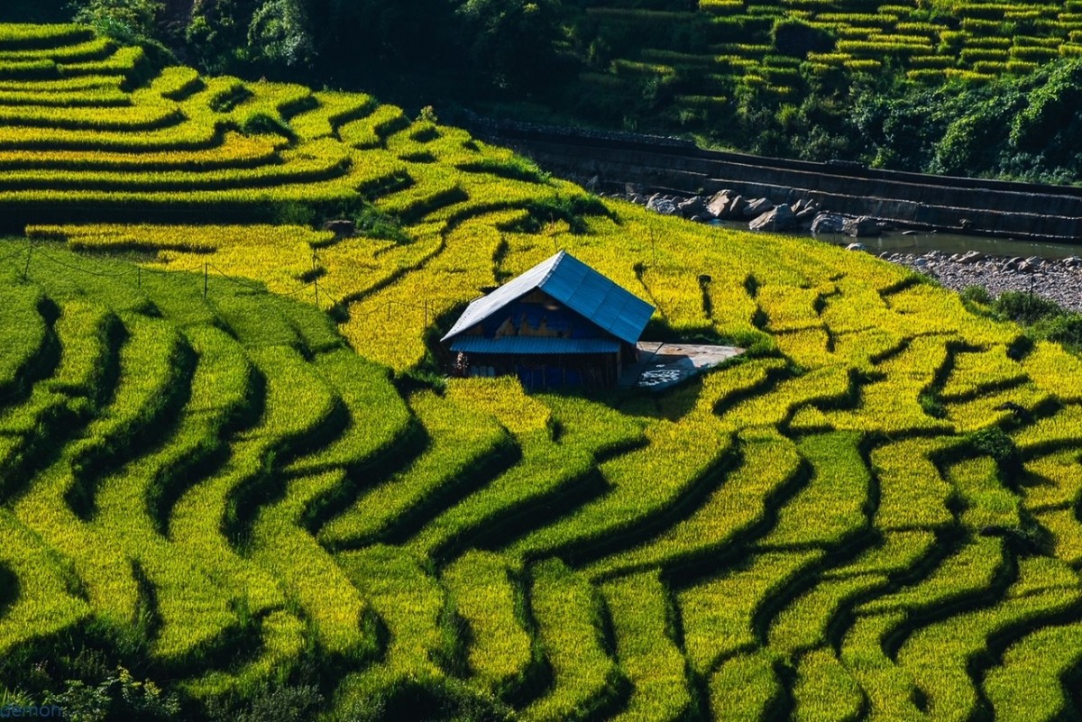 Lào Cai mùa lúa chín sớm