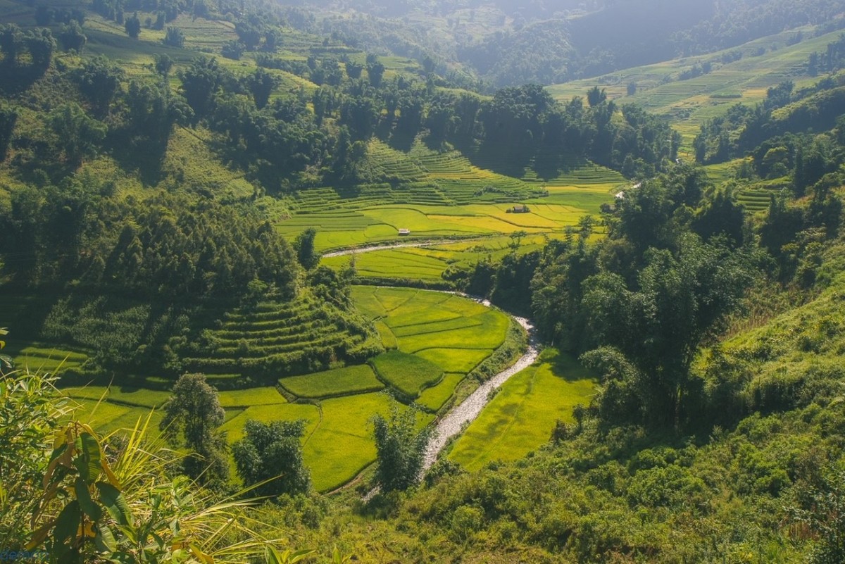 Lào Cai mùa lúa chín sớm