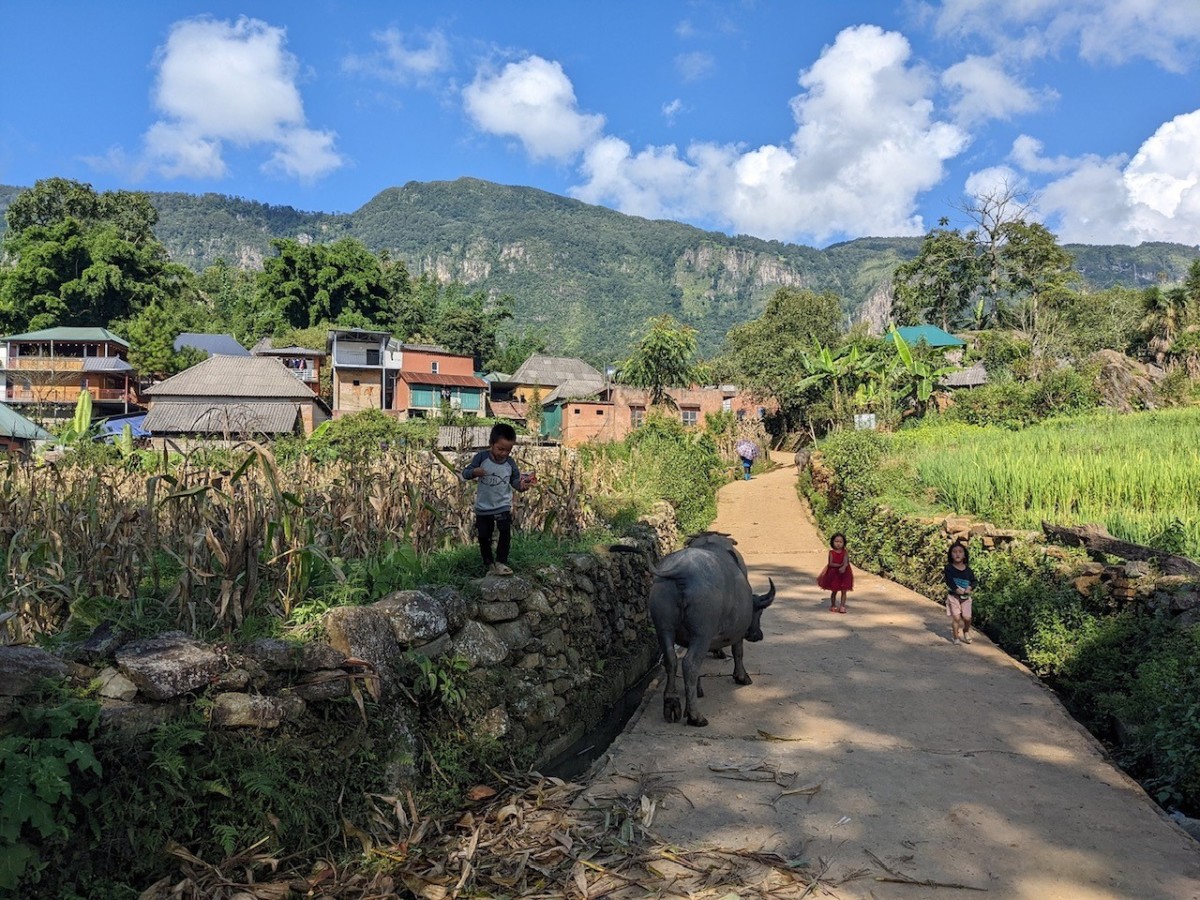Lào Cai mùa lúa chín sớm