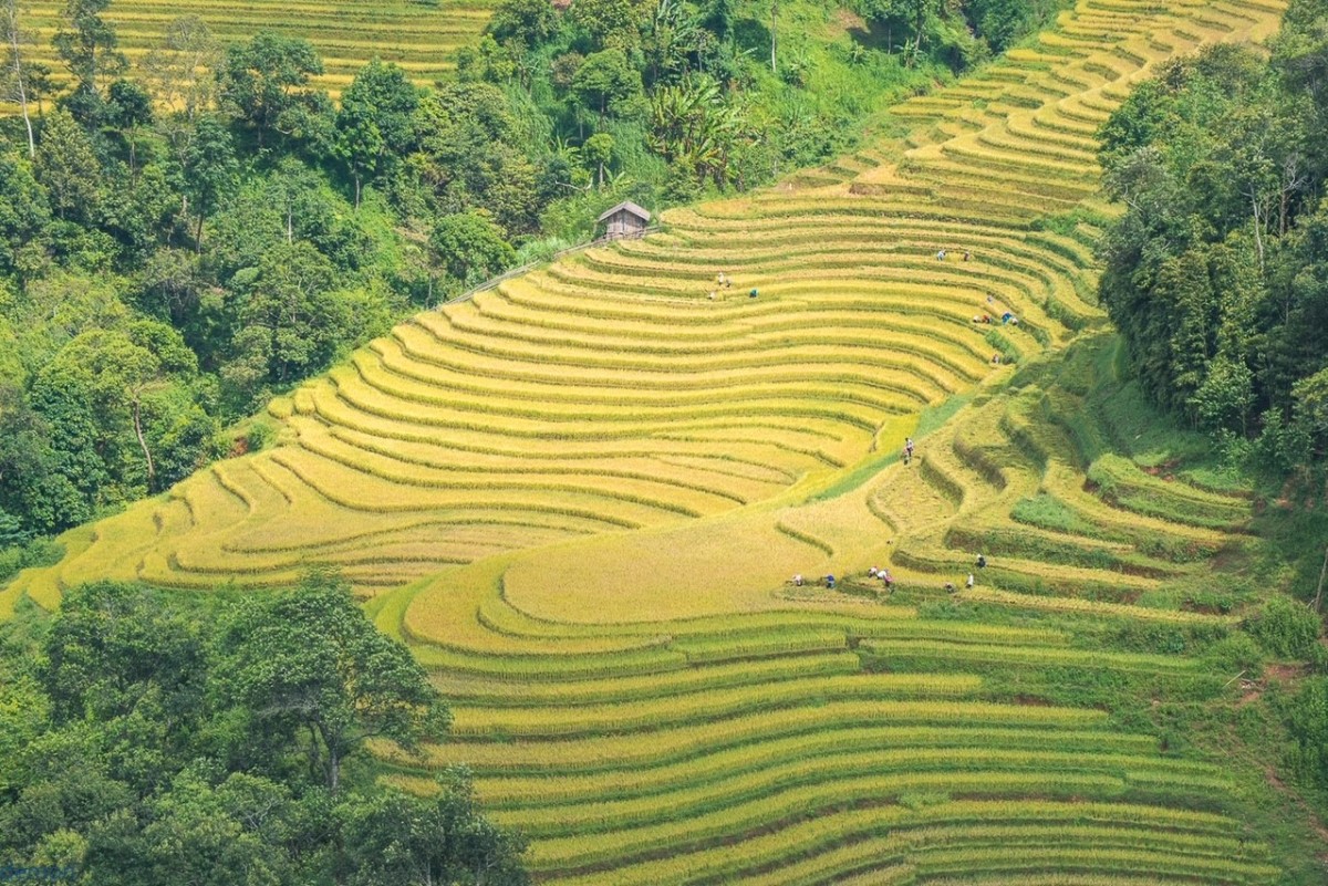Lào Cai mùa lúa chín sớm