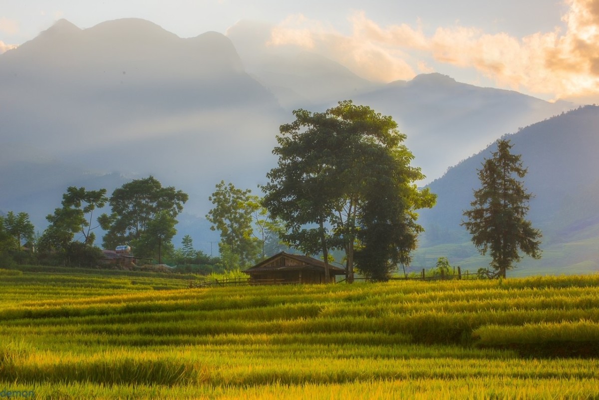 Lào Cai mùa lúa chín sớm