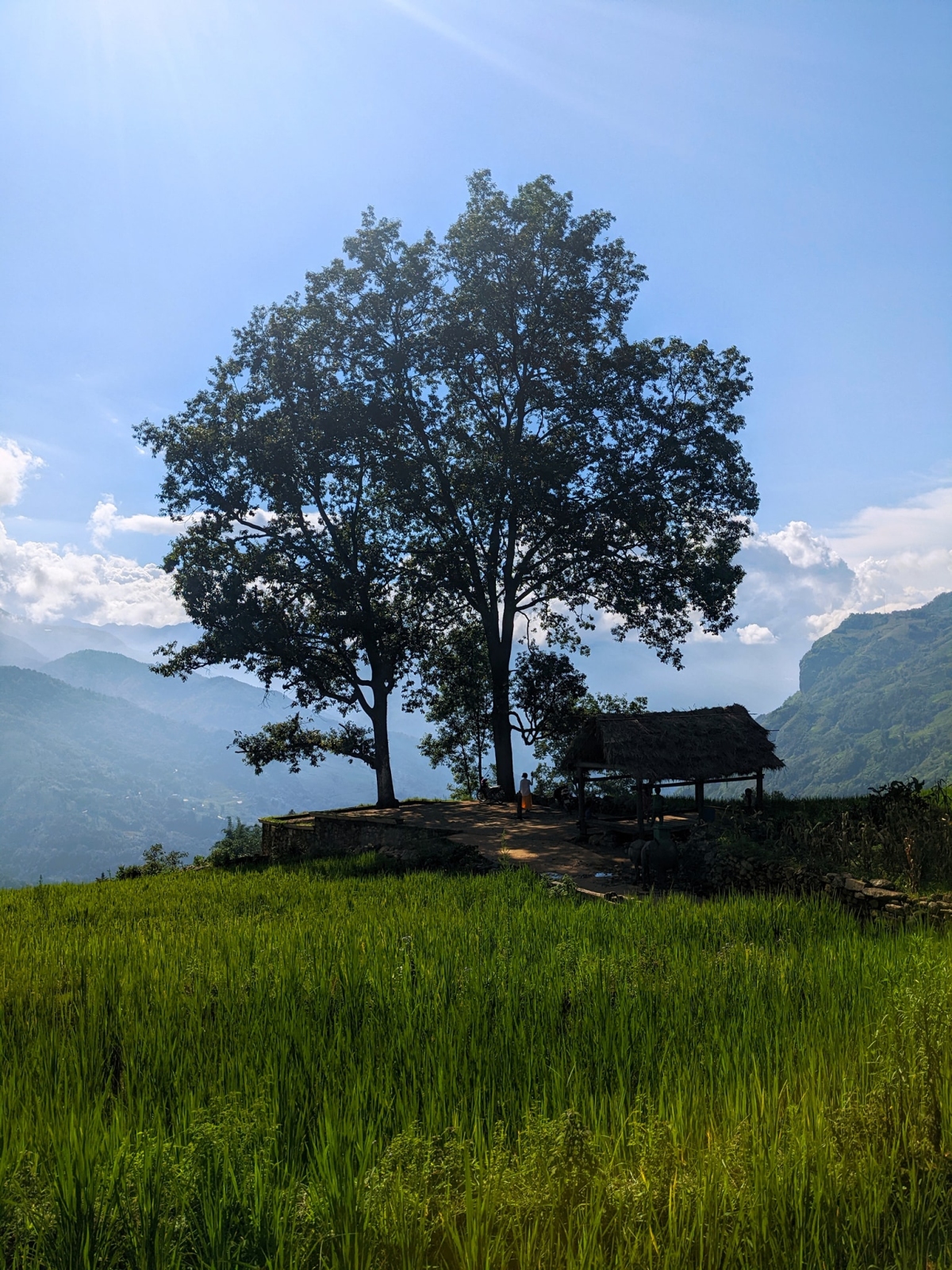Lào Cai mùa lúa chín sớm