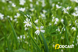 Podcast tản văn "Tháng Bảy - những bước chân không trở lại"