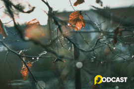 Podcast Tản văn: Lặng nghe tiếng gió trở mùa