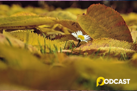  Podcast Tản văn: Tháng Tám trên quê hương