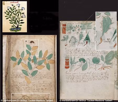 Một số loài thực vật kỳ lạ xuất hiện trong cuốn sách cổ này đã được nhà nghiên cứu thực vật người Mỹ - tiến sĩ Arthur Tucker - xác định là hoàn toàn có thật, chúng từng được trồng ở Trung Mỹ vào thế kỷ 15-16. Một số loài thực vật kỳ lạ xuất hiện trong cuốn sách cổ này đã được nhà nghiên cứu thực vật người Mỹ - tiến sĩ Arthur Tucker - xác định là hoàn toàn có thật, chúng từng được trồng ở Trung Mỹ vào thế kỷ 15-16.