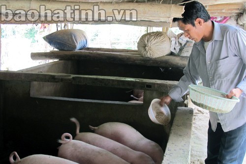 Nuôi lợn quy mô nông hộ là một trong những hướng phát triển kinh tế chủ lực của người dân huyện Vũ Quang