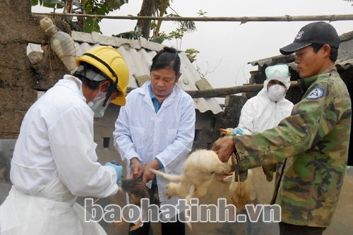 Tiêm vác- xin phòng dịch cho gia cầm tại Can Lộc