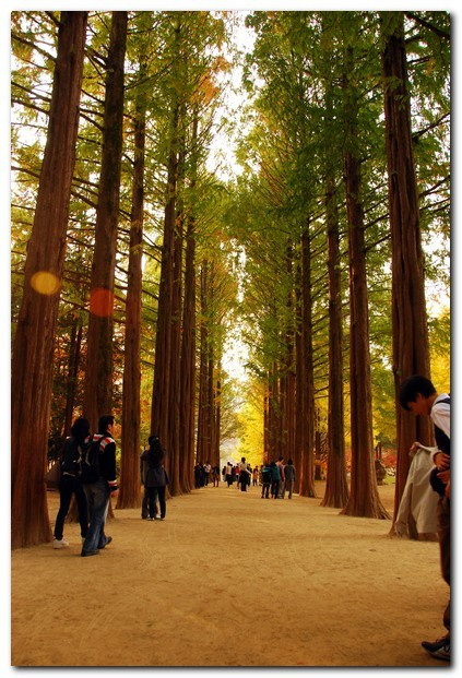 Hàng ngân hạnh tuyệt đẹp khoe mình trong mùa thu.