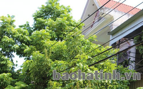 Ảnh: Chính Cương