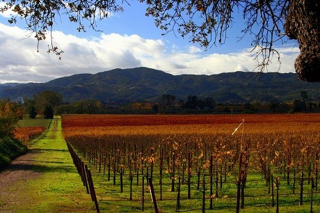 Thung lũng Napa, bang California, Mỹ