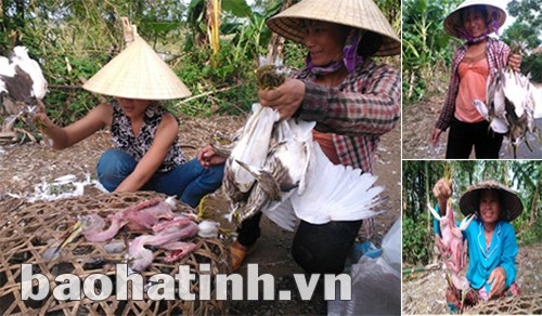 Các loại cò, cói được bày bán công khai trên đường 22/2 ở Lộc Hà và Nghi Xuân