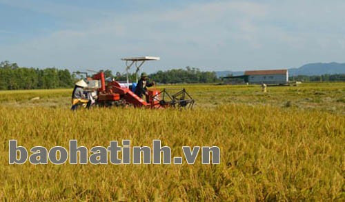 Vợ chồng nông dân Phan Danh Khanh trên cánh đồng lúa của mình