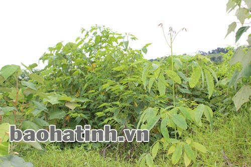 Theo quy định, cỏ cây giữa các hàng không cao quá 20 cm nhưng vườn cao su ở Khe Dâu lại thế này đây!