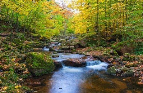 Công viên quốc gia Harz, Đức