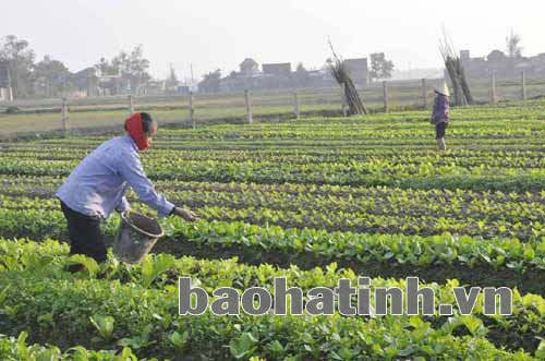 Những cánh đồng lúa manh mún, hiệu quả thấp của Tượng Sơn được thay thế bằng những cánh đồng rau cho thu nhập cao