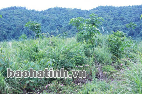 Cao su thưa thớt. Chỉ toàn cỏ lách, cây dại...