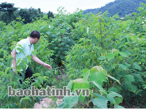 Không thể tin nổi đây là một vườn cây cao su!