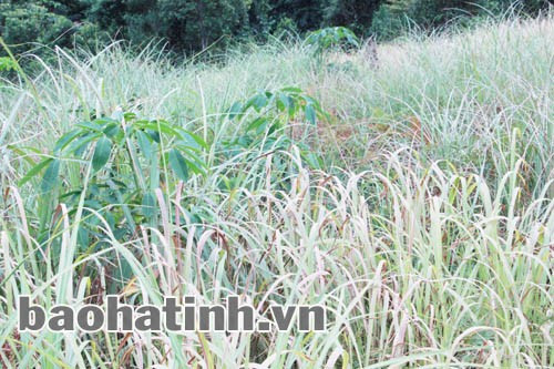 Vườn cỏ tranh hay vườn cao su?!